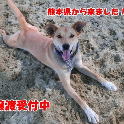 福岡県動物愛護センターNo.802