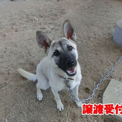 福岡県動物愛護センターNo1153