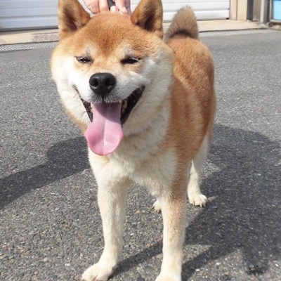 福岡県動物愛護センターNo.9385