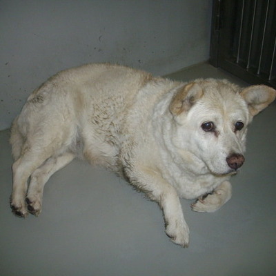 久留米市動物管理センター27033
