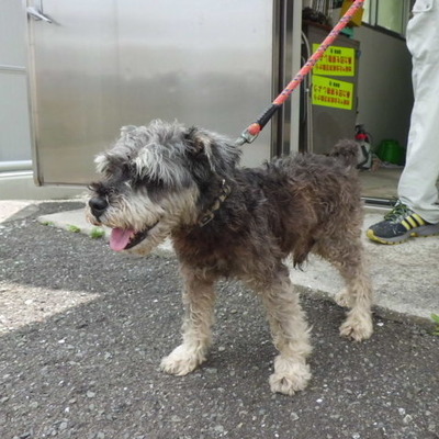 福岡県動物愛護センターNo.9409