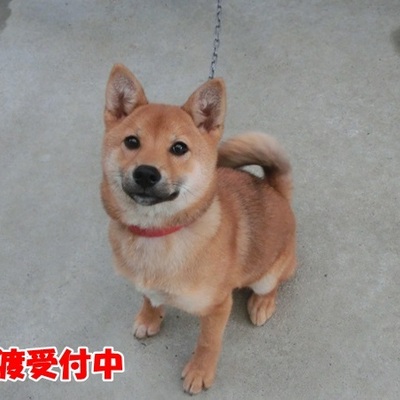 福岡県動物愛護センターNo.1202