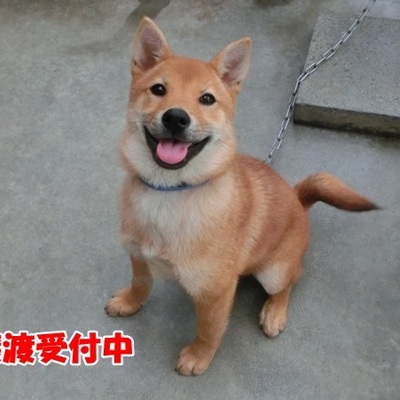 福岡県動物愛護センターNo.1203