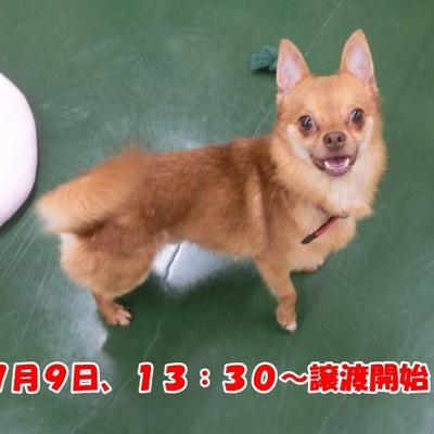 福岡県動物愛護センターNo.1249