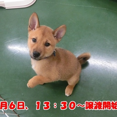 福岡県動物愛護センターNo.1259