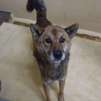 福岡県動物愛護センターNo.9424