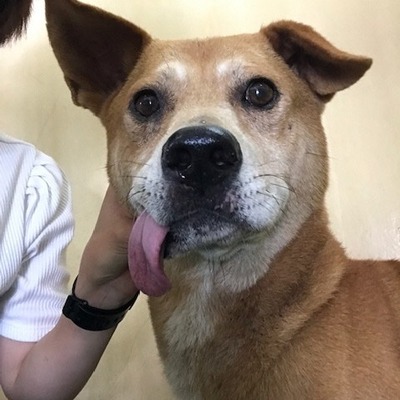 福岡県動物愛護センターNo.9427