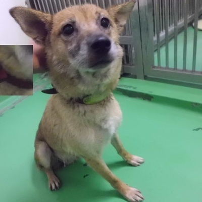 福岡県動物愛護センターNo.9428