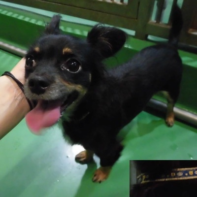 福岡県動物愛護センターNo.9433