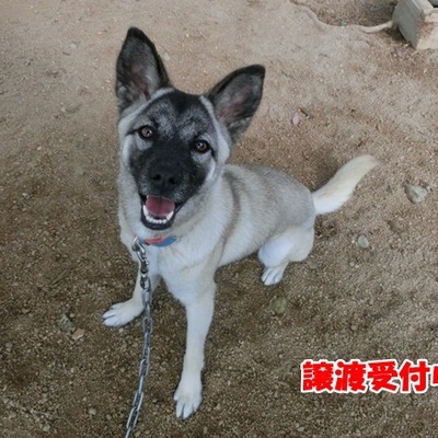 福岡県動物愛護センターNo.1152