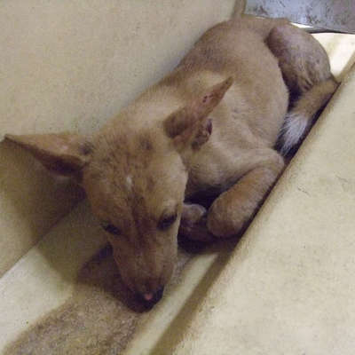 福岡県動物愛護センターNo.9486