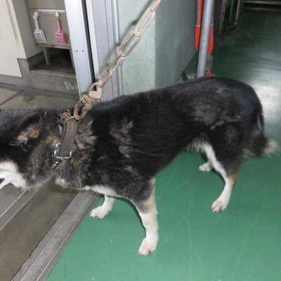 福岡県動物愛護センターNo.9491