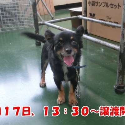 福岡県動物愛護センターNo.1282