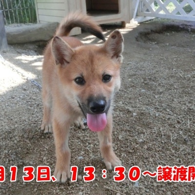 福岡県動物愛護センターNo.1283