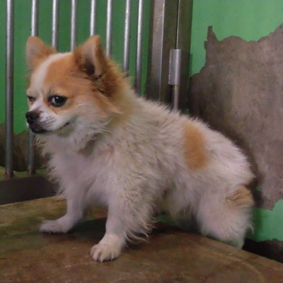 福岡県動物愛護センターNo.9497