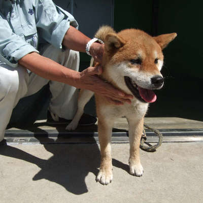 福岡県動物愛護センターNo.9500