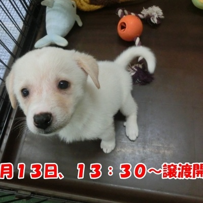 福岡県動物愛護センターNo.1285