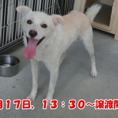福岡県動物愛護センターNo.1286