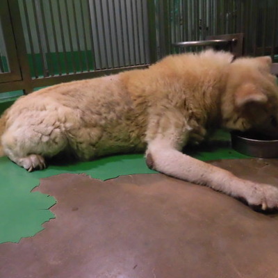 福岡県動物愛護センターNo.9503