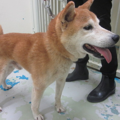 福岡県動物愛護センターNo.9508