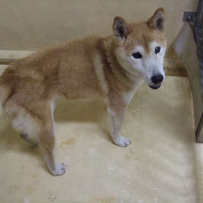 福岡県動物愛護センターNo.9518