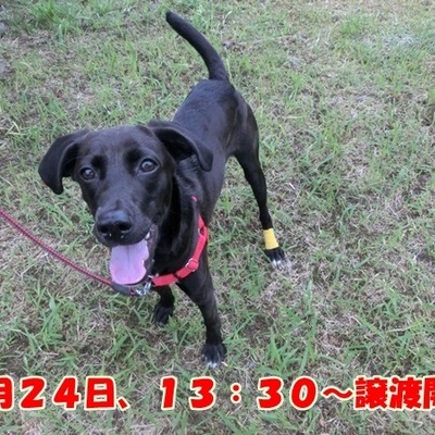 福岡県動物愛護センターNo.693