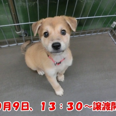 福岡県動物愛護センターNo.1305