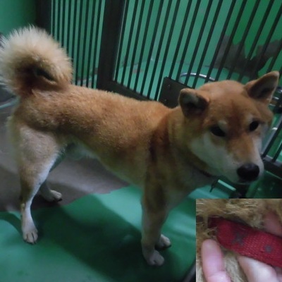 福岡県動物愛護センターNo.9538