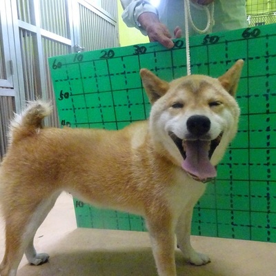福岡県動物愛護センターNo.9551