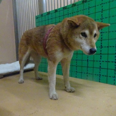 福岡県動物愛護センターNo.9553