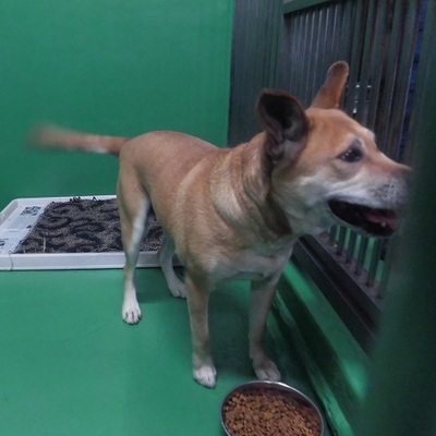 福岡県動物愛護センターNo.9560