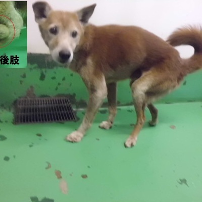 福岡県動物愛護センターNo.9565