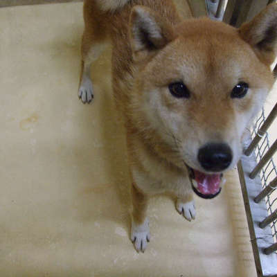 福岡県動物愛護センターNo.9576
