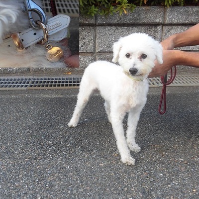 福岡県動物愛護センターNo.9579