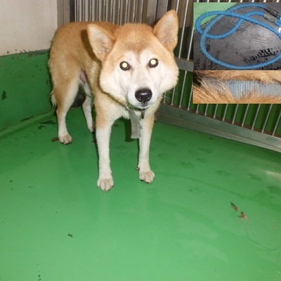 福岡県動物愛護センターNo.9581