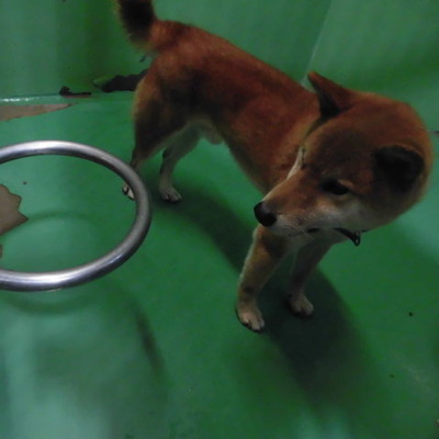 福岡県動物愛護センターNo.9591