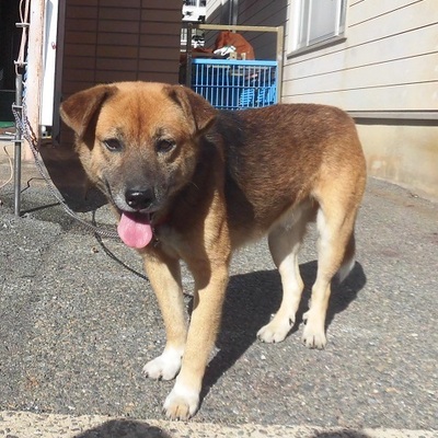 福岡県動物愛護センターNo.9600