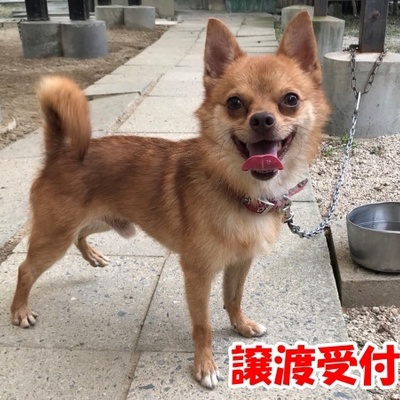 福岡県動物愛護センターNo.1249