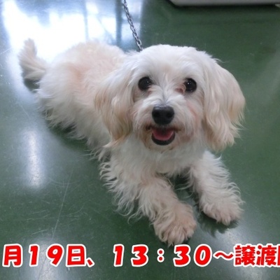 福岡県動物愛護センターNo.1318