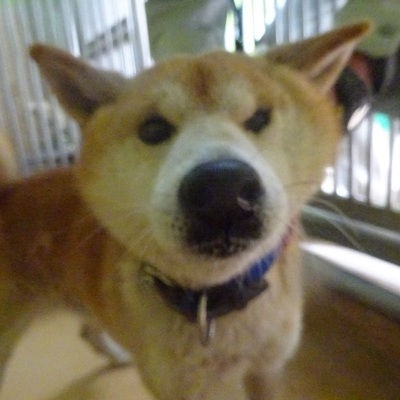 福岡県動物愛護センターNo.9618