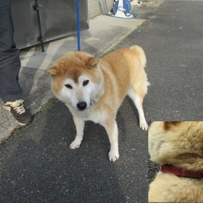福岡県動物愛護センターNo.9677