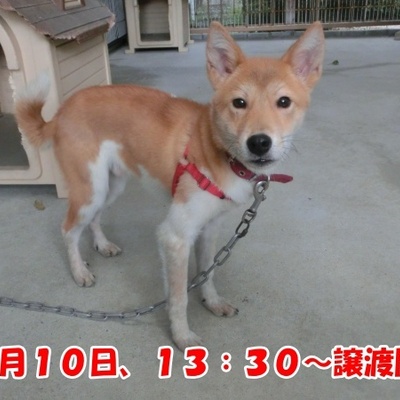 福岡県動物愛護センターNo.1329