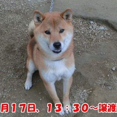 福岡県動物愛護センターNo.1332