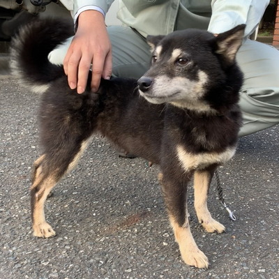 福岡県動物愛護センターNo.9681