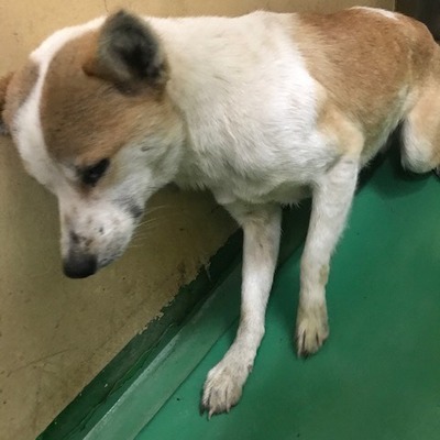 福岡県動物愛護センターNo.9682