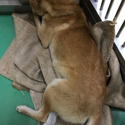 福岡県動物愛護センターNo.9684