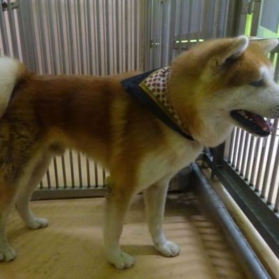福岡県動物愛護センターNo.9687