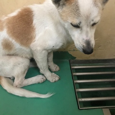 福岡県動物愛護センターNo.9698