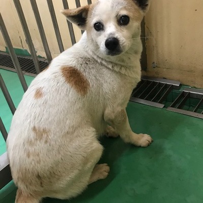 福岡県動物愛護センターNo.9700