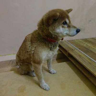 福岡県動物愛護センターNo.9722